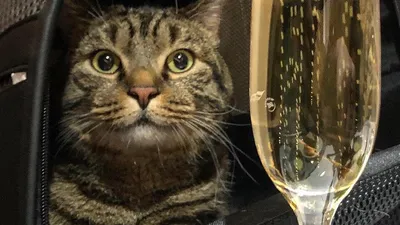 Помните нашумевшую историю толстого кота Виктора, которого не хотели  пускать в самолёт из-за лишнего веса, и хозяину пришлось пойт… | Толстые  коты, Толстый кот, Кот