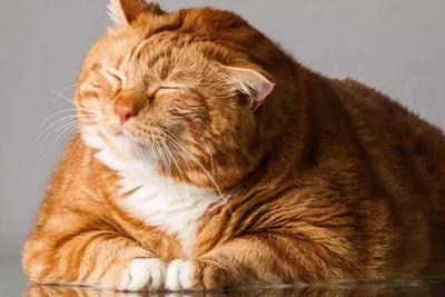 Самые толстые коты в мире похудели: фото до и после - Кот, пёс и я