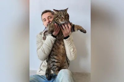 Служба защиты животных отобрала у американца самого толстого в мире кота