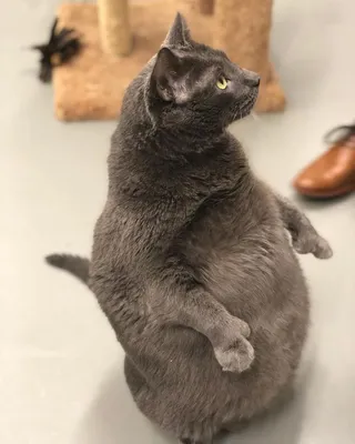 Gimmie That Fat Cat» («Отдайте мне этого толстого кота») | Пикабу