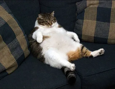 коричневый толстый кот Handdrawn PNG , толстый клипарт, кошка, оранжевый  PNG картинки и пнг PSD рисунок для бесплатной загрузки