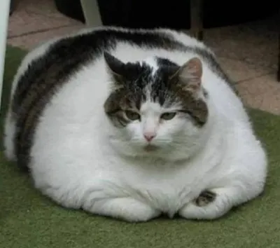 Самые толстые коты в мире похудели: фото до и после - Кот, пёс и я