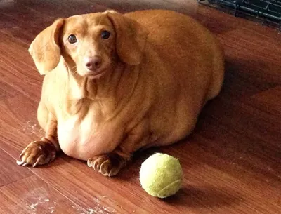 Фото толстых собак фотографии
