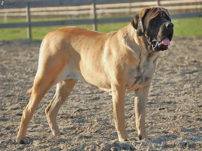 Топ-3 самых больших собак в мире | Mr.Почему | Дзен