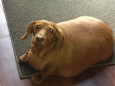 15 самых толстых собак в мире