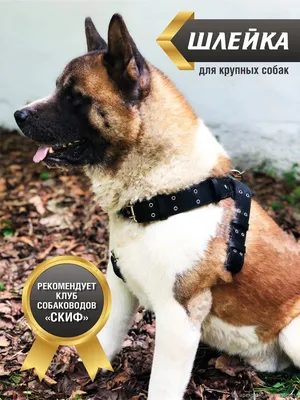 Шлейка анатомическая для крупных собак S - купить с доставкой по выгодным  ценам в интернет-магазине OZON (1094435335)