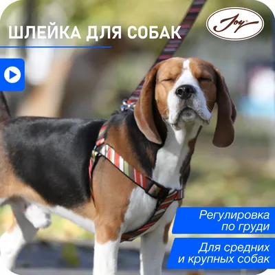 ВЕТАЛЬГИН для собак средних и крупных пород, 10 табл. купить в Новосибирске  с доставкой в интернет-магазине ЗооСАТ