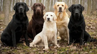 3 породы крупных собак для квартиры. | Собака-лучший друг человека. | Дзен