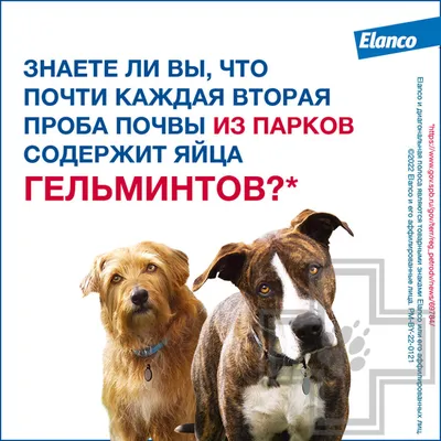 Ошейник для собак Protecto 12 крупных пород от блох и клещей 2шт купить по  цене 1300 ₽ с доставкой в Москве и России, отзывы, фото