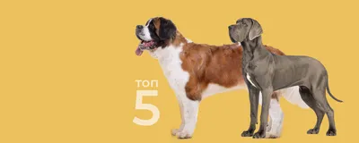 Топ-5 самых крупных пород собак | Четыре Лапы. Все о домашних животных |  Дзен