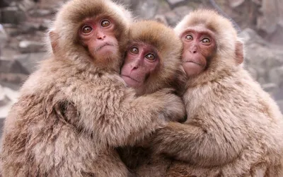 Онлайн пазл «Три обезьяны»