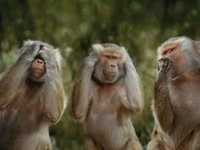 Картина на холсте «Три обезьяны» в стиле хип-хоп | AliExpress