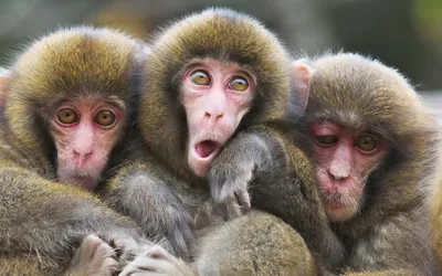 Ничего не вижу, ничего не слышу, ничего не скажу: кто придумал трех мудрых  обезьян