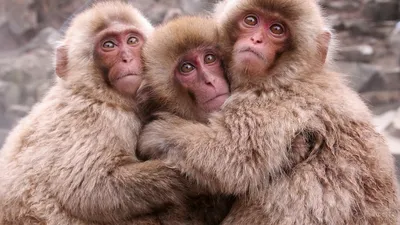 3 monkeys sitting looking hi-res stock photography and images - Alamy