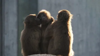 Три обезьяны эскиз - 62 фото
