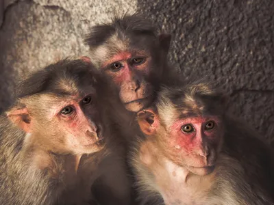 PETA Loses Legal Battle Against David Slater Over His Renowned 'Monkey  Selfie'