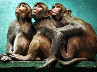 Постер Три обезьяны в очках с долларами на стену купить от 290 рублей в  арт-галерее DasArt