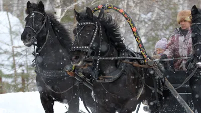 Тройка лошадей зима - красивые фото