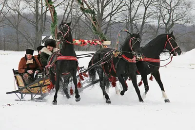 Российская тройка орловских лошадей бежит зимой Стоковое Изображение -  изображение насчитывающей тройка, жеребец: 156771471
