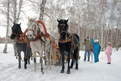 Тройка лошадей зимой - 91 фото