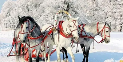 ПРОГУЛКИ НА ЛОШАДЯХ: катание на конях, русская тройка, конные туры и  верховая езда на Алтае - База отдыха \"Русский Дом\"