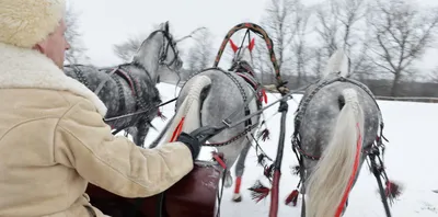 Тройка лошадей зима - красивые фото