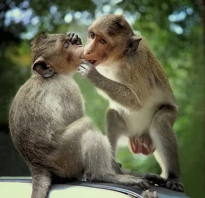 Фото целующихся обезьян 