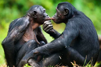 выборочный фокус любящей пары обезьян, обнимающихся и целующихся в своей  среде обитания Стоковое Изображение - изображение насчитывающей одичало,  парк: 268354263