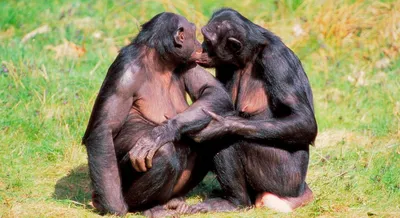 17 животных, которые образуют более счастливые и гармоничные пары, чем люди  - Рамблер/женский