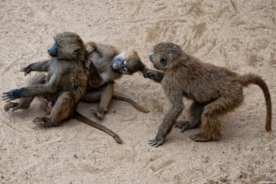 Джейн Гудолл: шимпанзе любят и воюют, как люди - BBC News Русская служба