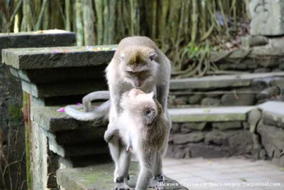 В своем доме отдыха пары обезьян Стоковое Изображение - изображение  насчитывающей обезьяна, изолировано: 197786335