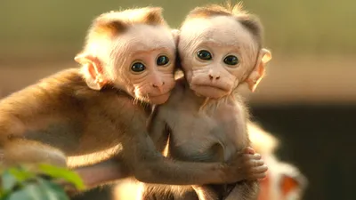 Две целующиеся обезьяны в зоопарке, Стоковые видеоматериалы Включая:  животные зоопарка и лесные животные - Envato Elements