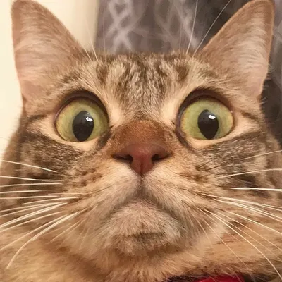 кошка зевает с открытым ртом, картинка глупого кота фон картинки и Фото для  бесплатной загрузки