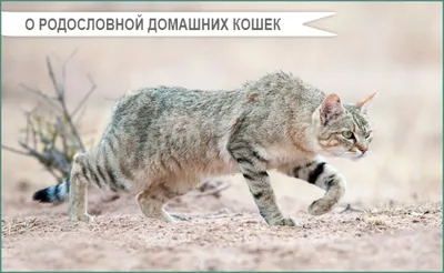 Кот с тупой мордой - красивые фото
