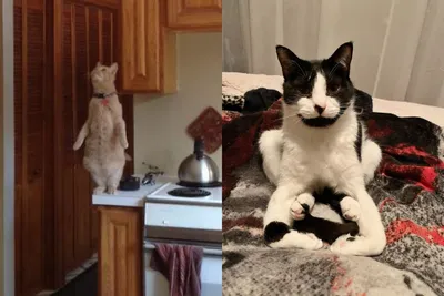 Здесь Фейсбук - 10+ фото смешных котов, которые предпочитают странные места  для отдыха Котейки с особенными представлениями об удобстве. | Facebook