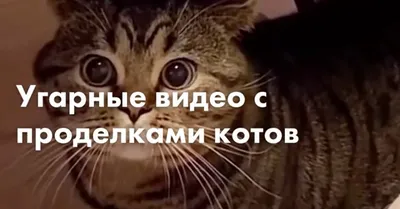 Подборка смешных котов от Евгений за 14 августа 2018 на Fishki.net