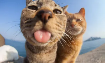Подборка смешных котов (15 фото) » Триникси