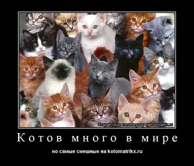 Подборка смешных котов 17 | Милые котики, Мемы про котов, Товары для  животных