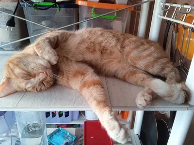портрет уставшего кота, сидящего на диване Стоковое Изображение -  изображение насчитывающей портрет, пинк: 219172741
