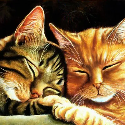 10 кадров таких уставших котов, которые отлично олицетворяют каждого из нас  в пятницу