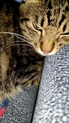 История одного уставшего кота | Жизнь в Своем Доме 🏡 | Дзен