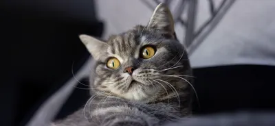 Картина по номерам на холсте грустный уставший толстый кот мем - 2214 —  купить по низкой цене на Яндекс Маркете