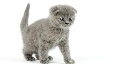 Шотландский котенок в 2 месяца: фото, чем кормить, вес и размер.