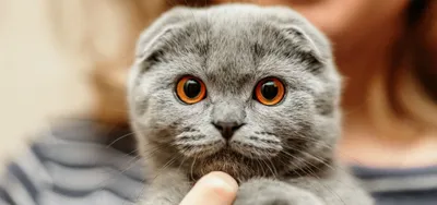 Шотландская вислоухая кошка (Скоттиш фолд) – фото, описание, характер, цена