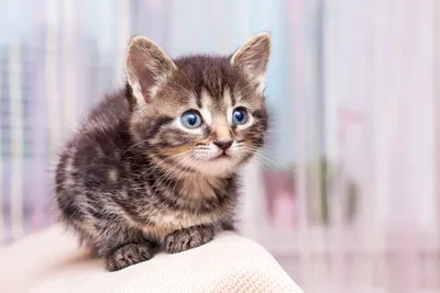Новорожденный котенок без мамы: как выхаживать - нтернет-магазин  Зоомагазин.рф для животных - Интернет-магазин