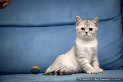 Elanco Мильбемакс таблетки от глистов для котят и молодых кошек (2  таблетки) | Купить в Москве