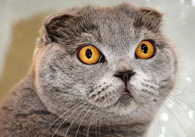 Из котят в котяры\": трогательные моменты взросления 11 питомцев. Как  меняется внешность кошек с возрастом | Котоварня | Мир Зоопсихолога | Дзен
