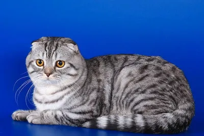 Вислоухие породы кошек: фото, описание, характер и цены вислоухих котят