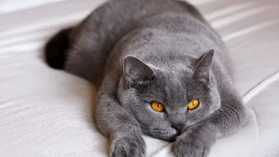 Самые пушистые породы кошек - Бравекто
