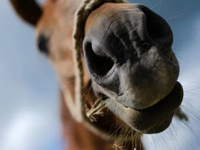 Как рацион влияет на поведение лошадей